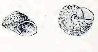 Image of Clanculus albugo (R. B. Watson 1880)