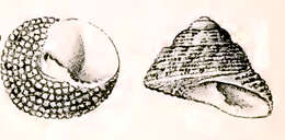 Image of Clanculus aloysii Tenison Woods 1876
