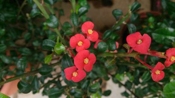 Image of Euphorbia geroldii Rauh