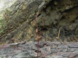 Image of Mayfly orchid