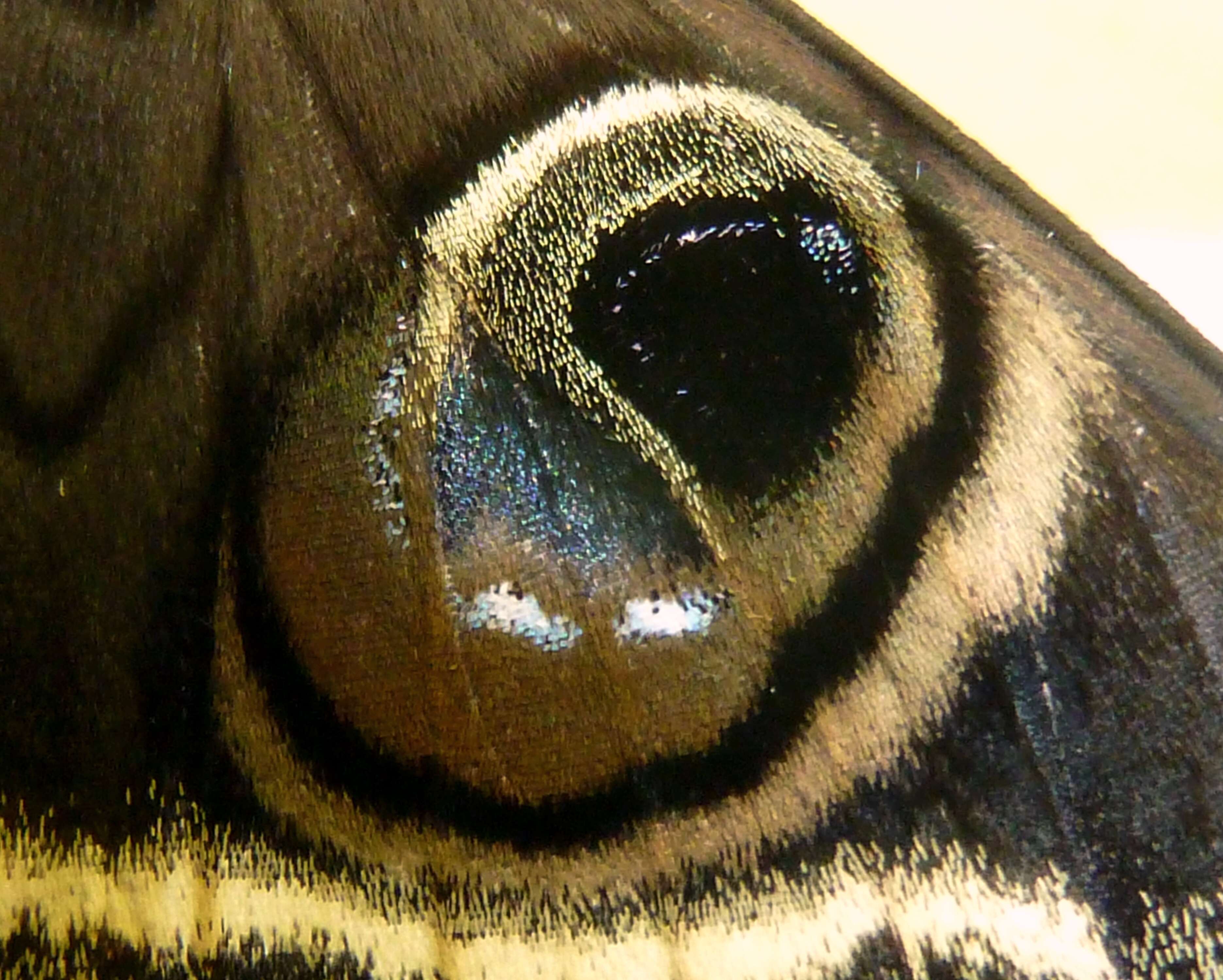 Image of Cyligramma latona Cramer 1779