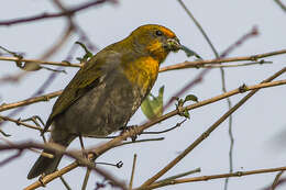 Image of Crimson-browed Finch