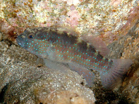 Image of Bluespotted goby