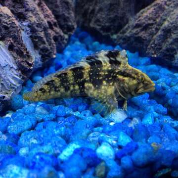 Image of Feather Blenny