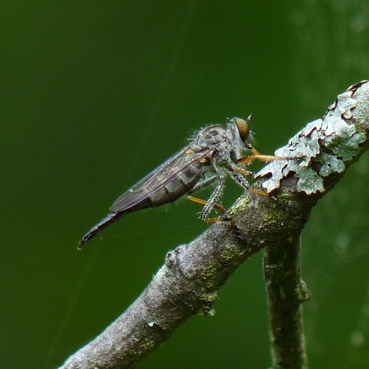 Image of Neoitamus flavofemoratus