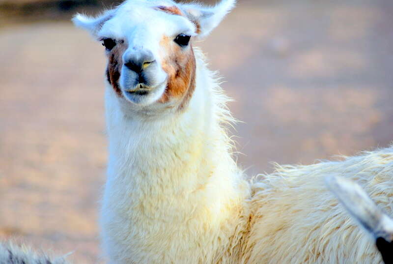 Image of llama