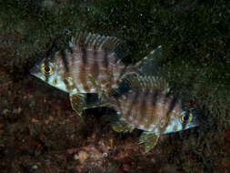 Image of Barred large-eye bream