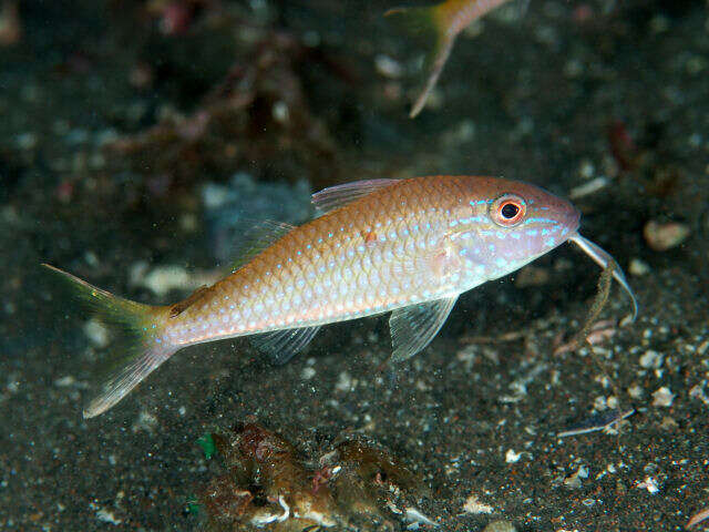 Image of Cinnabar goatfish