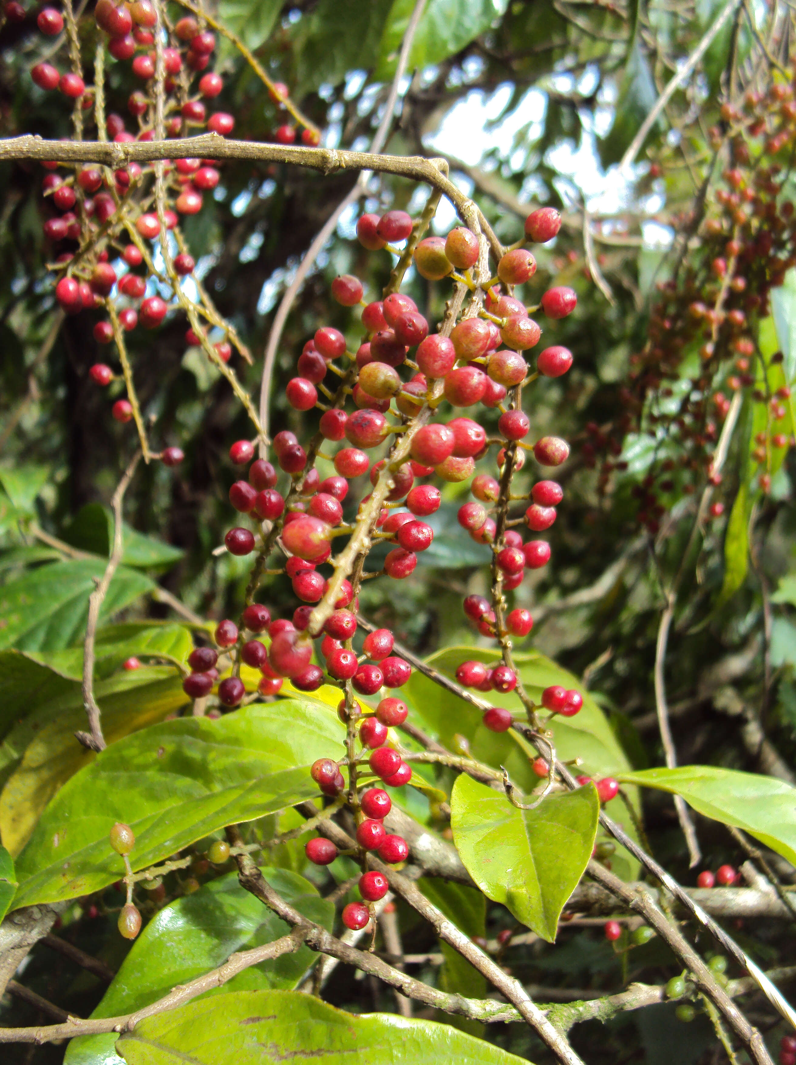 山地五月茶的圖片