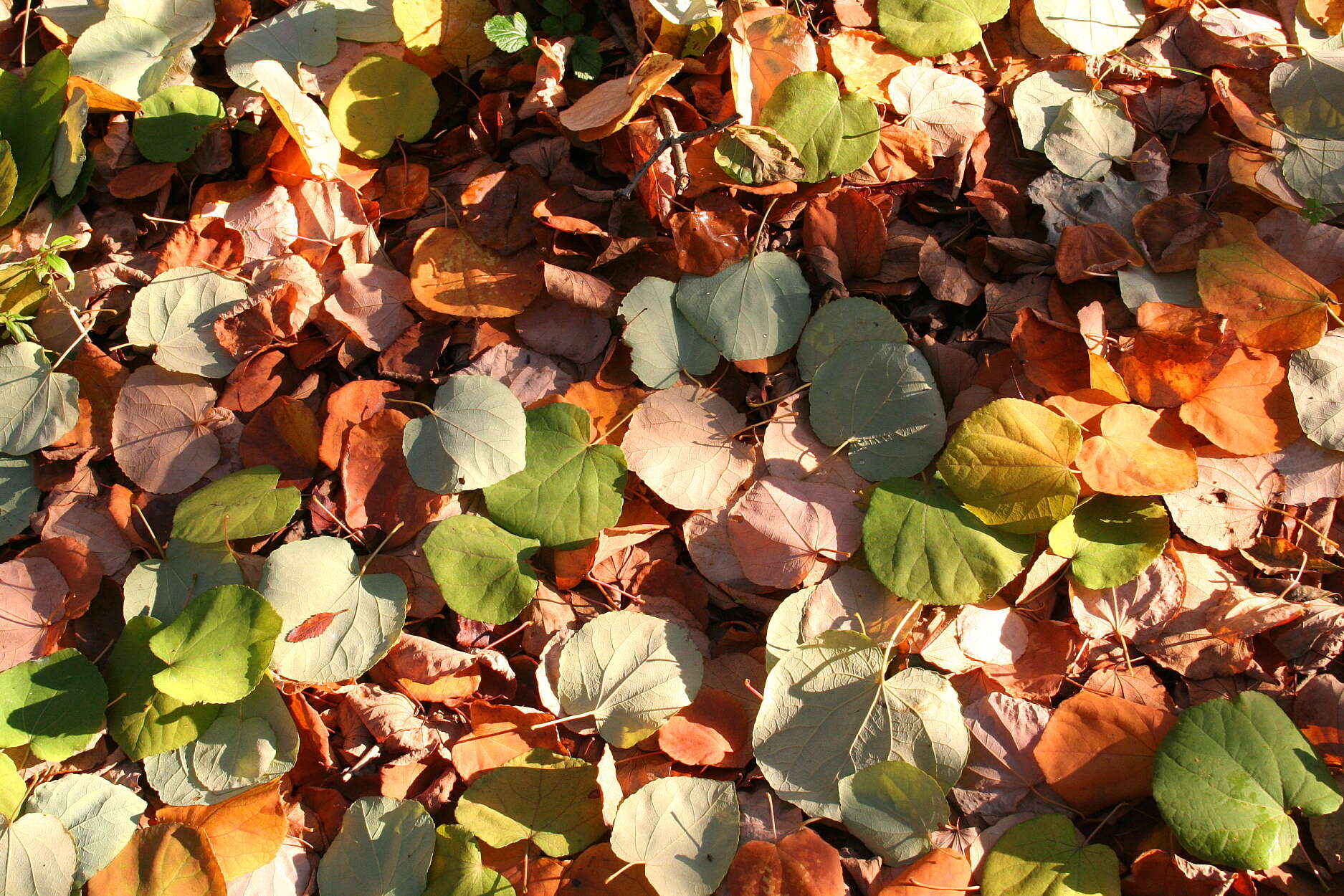 Image of katsura tree family