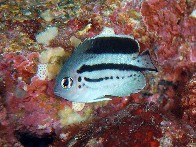 Image of Blackstriped Angelfish