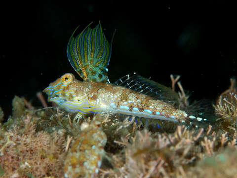 Image of Kiyo’s dragonet