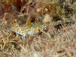 Image of Kiyo’s dragonet