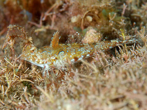 Image of Kiyo’s dragonet