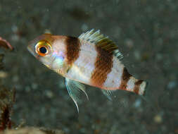 Image of Banded monocle bream