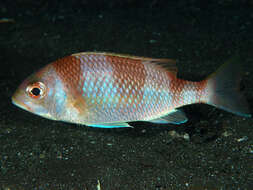 Image of Banded monocle bream