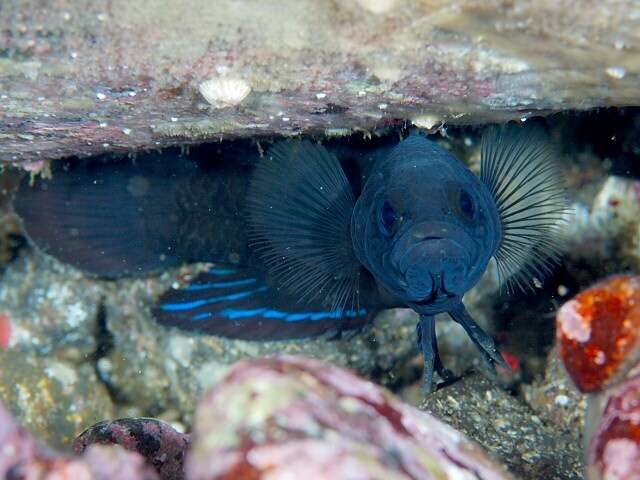 Image of Banded devilfish