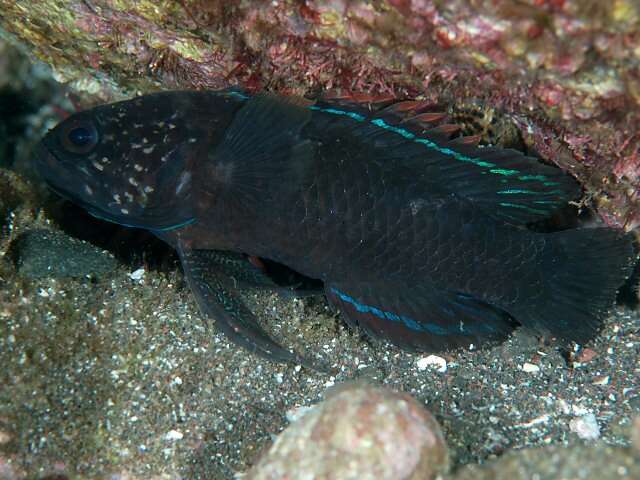 Image of Banded devilfish