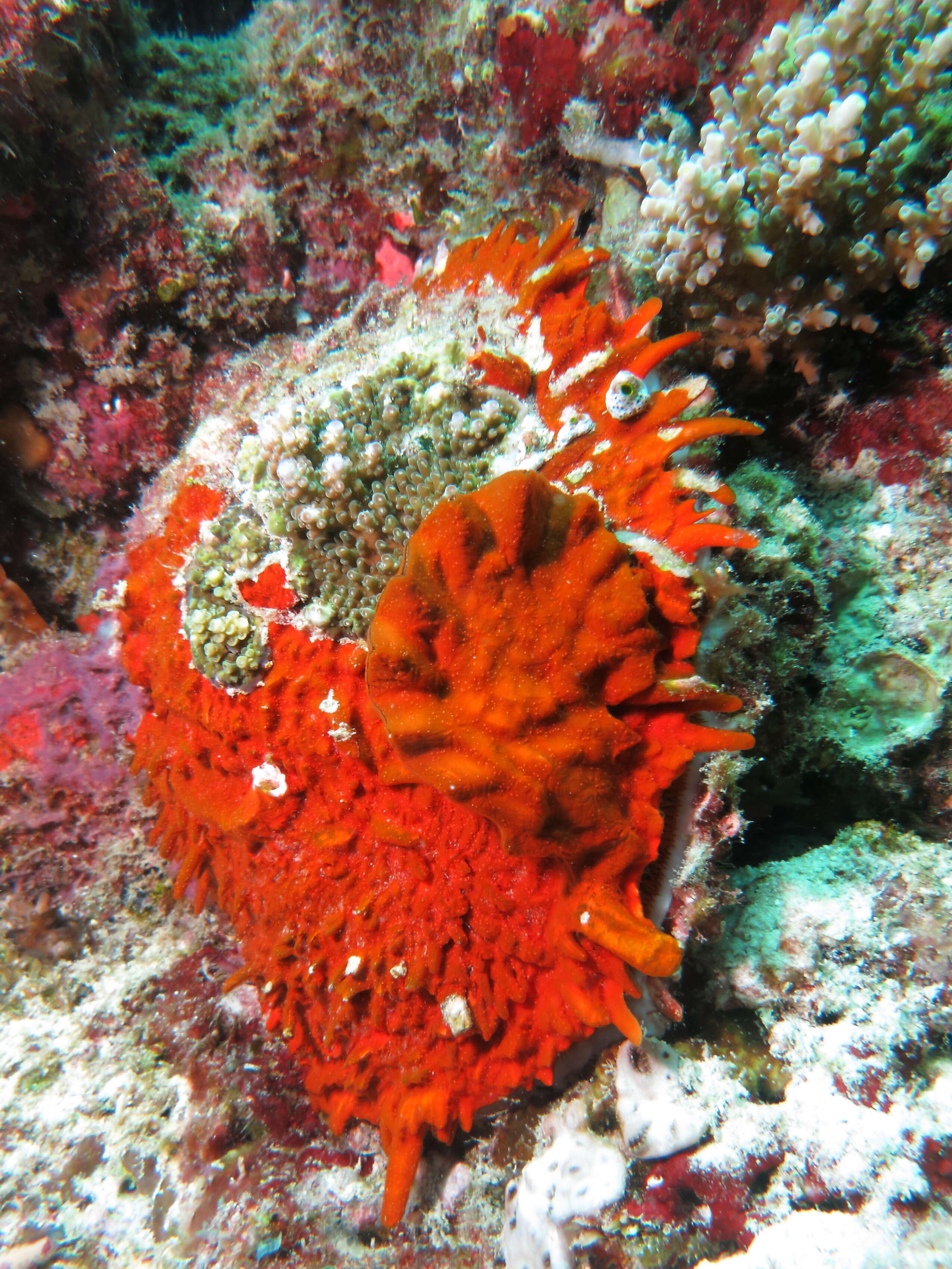 Image of scaly thorny oyster