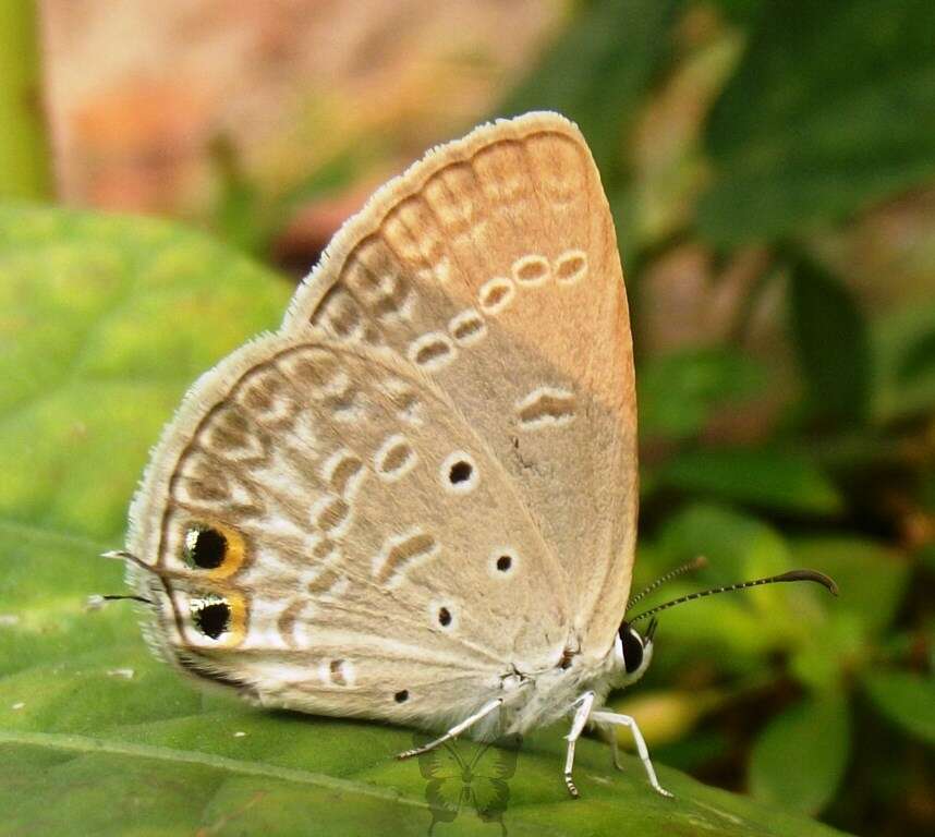 صورة Euchrysops cnejus (Fabricius 1798)