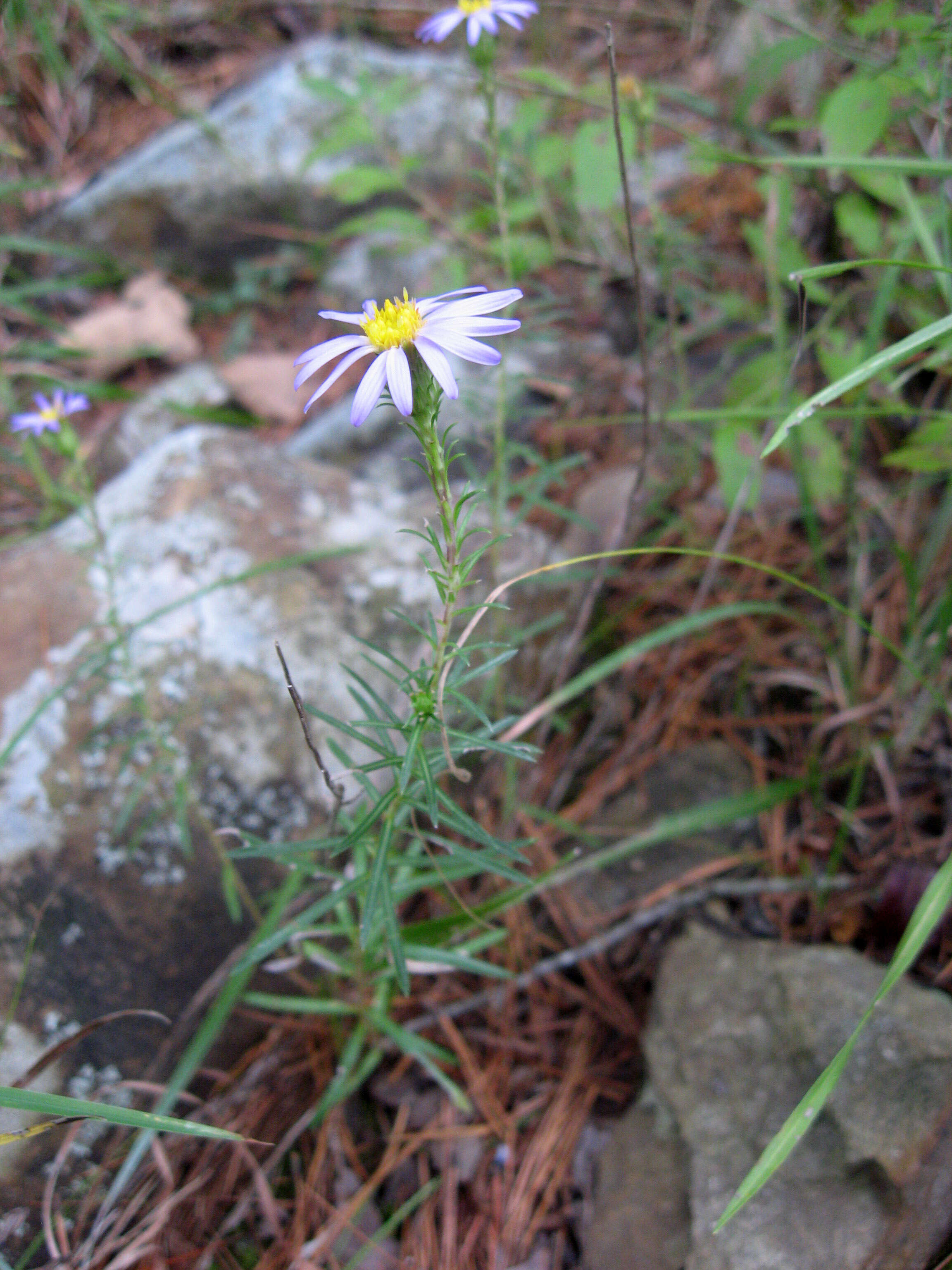 Image of Ionactis linariifolia (L.) Greene