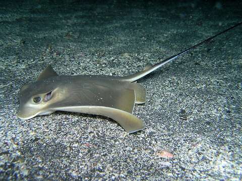 Image of Japanese Eagle Ray