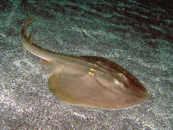 Image of Platyrhina