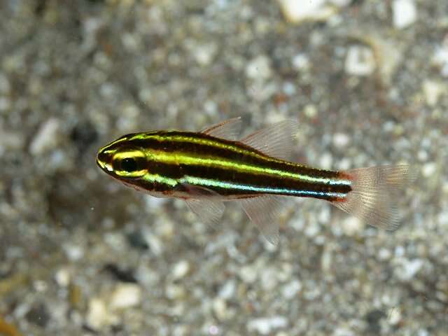 Image of Black-striped cardinalfish