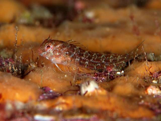 Image of Yatabe blenny