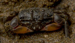 Image of Heloeciidae H. Milne Edwards 1852