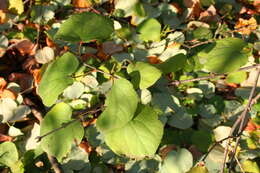 Image of katsura tree family