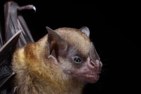 Image of Tilda's Yellow-shouldered Bat