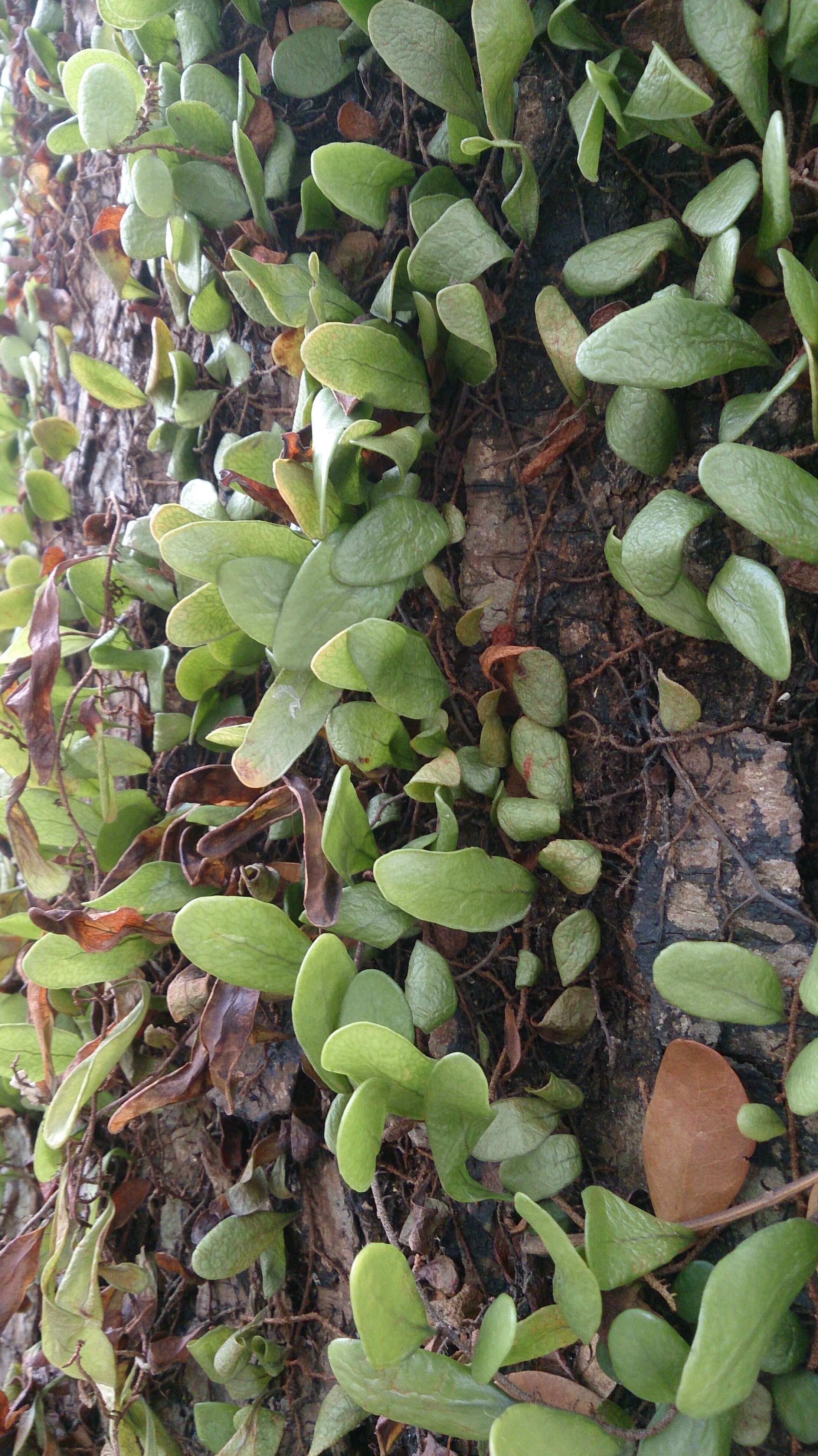 Image of Dischidia nummularia R. Br.