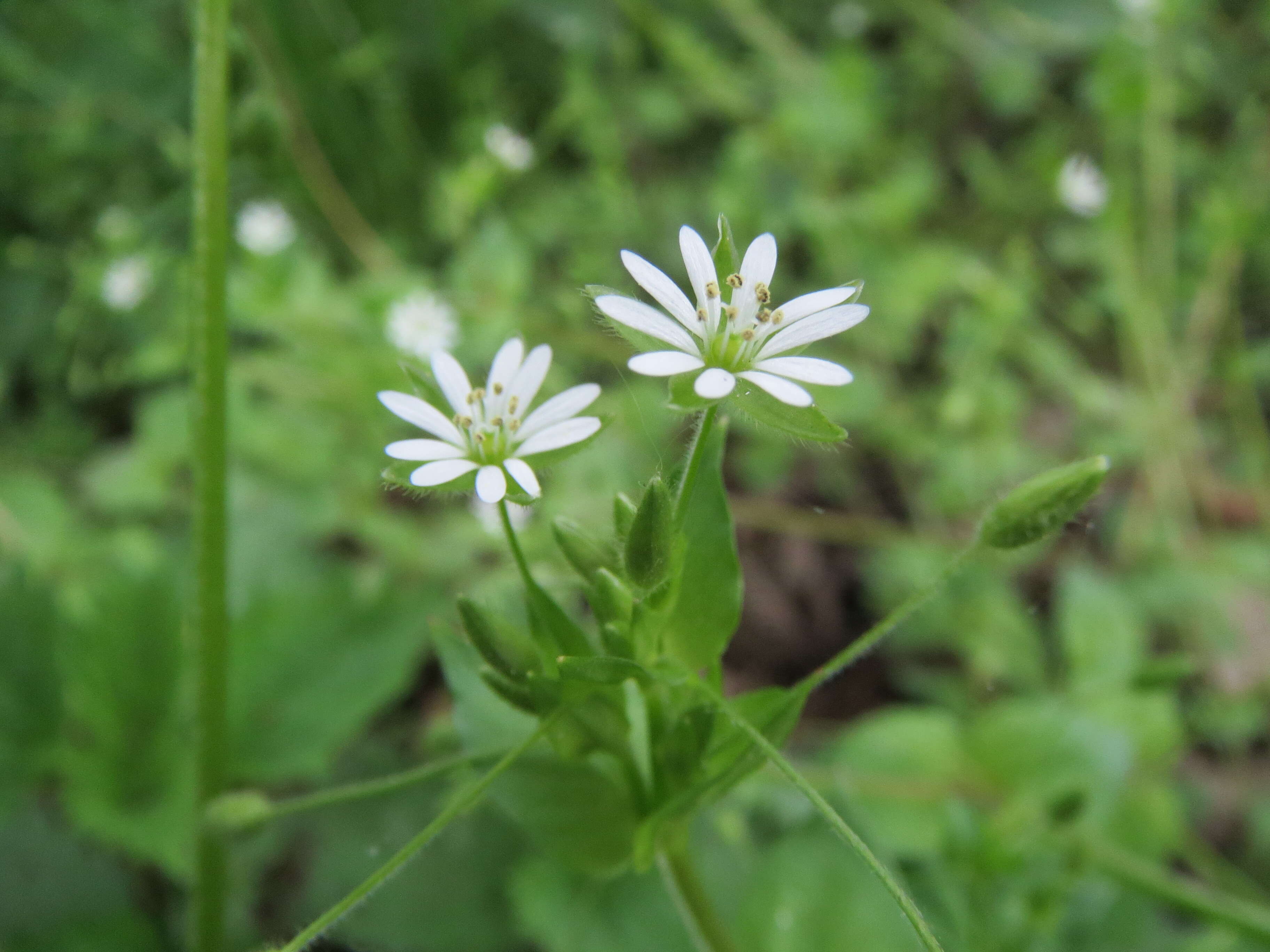 Image of wood stitchwort