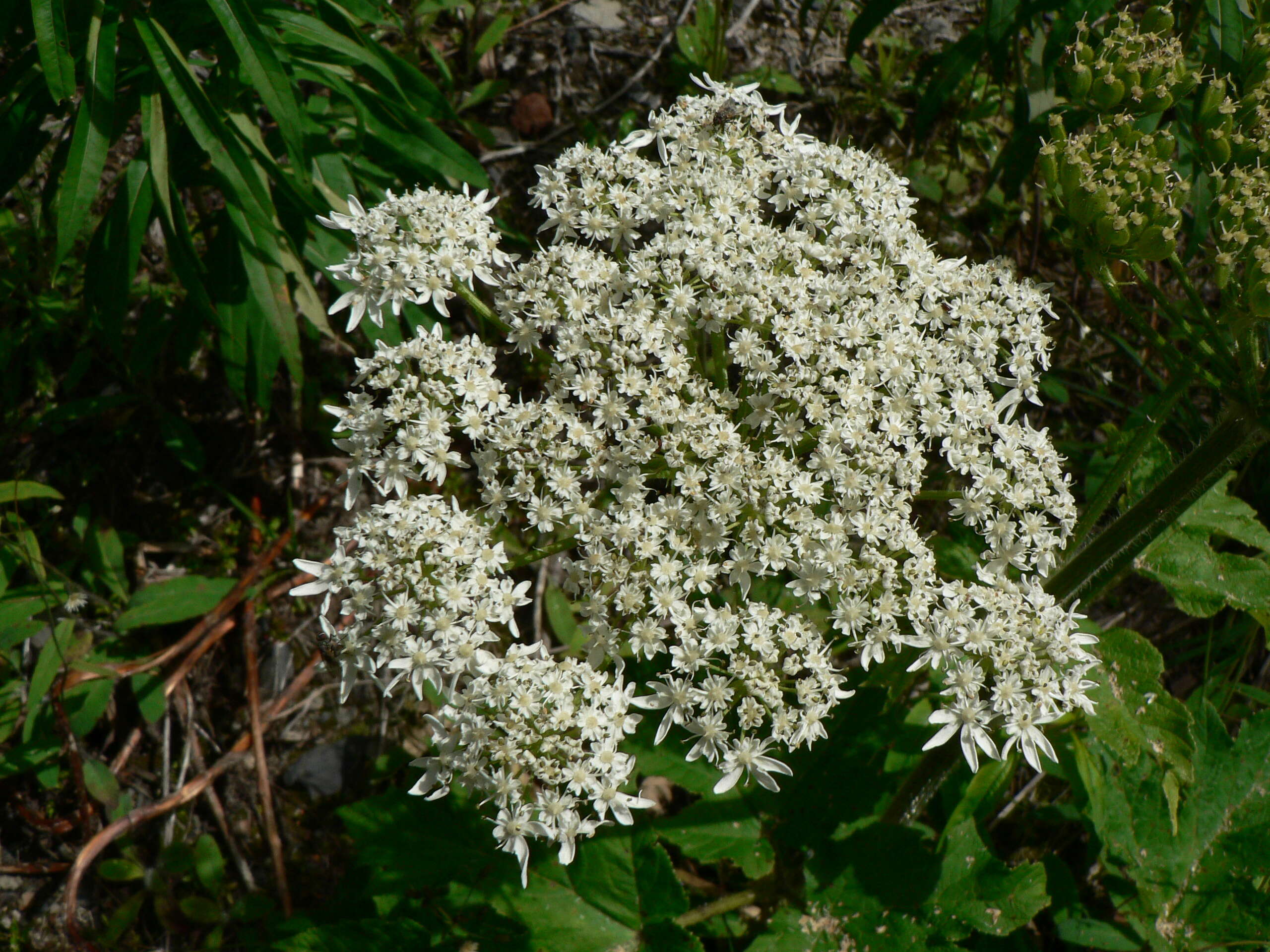 Plancia ëd Heracleum sphondylium subsp. montanum (Schleicher ex Gaudin) Briq.