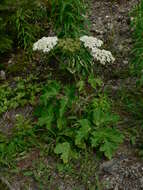 Plancia ëd Heracleum sphondylium subsp. montanum (Schleicher ex Gaudin) Briq.