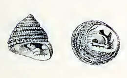 Image of Clanculus clanguloides (W. Wood 1828)