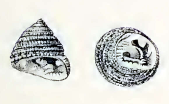 Image of Clanculus clanguloides (W. Wood 1828)