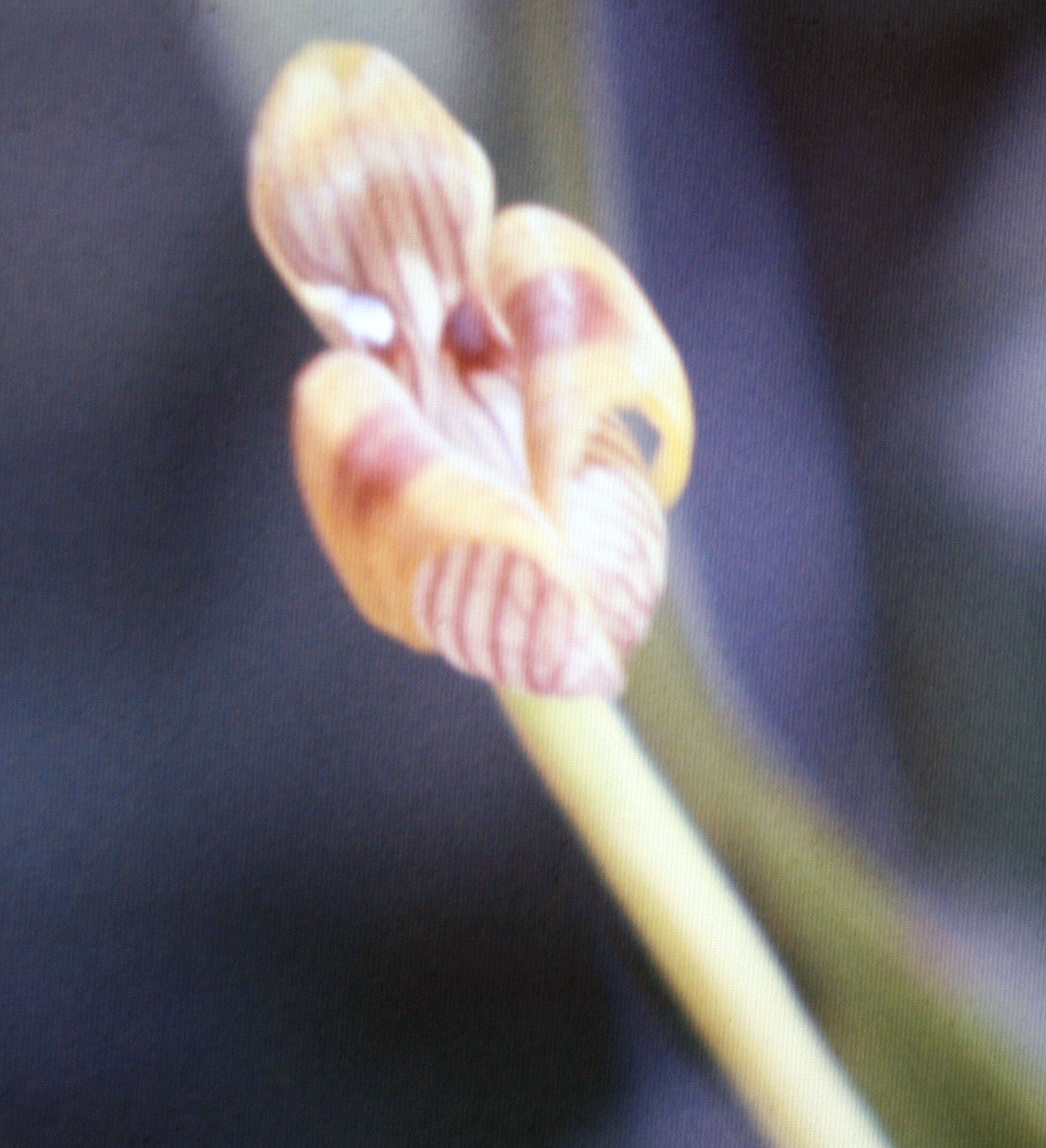 Image of Maxillaria subrepens (Rolfe) Schuit. & M. W. Chase