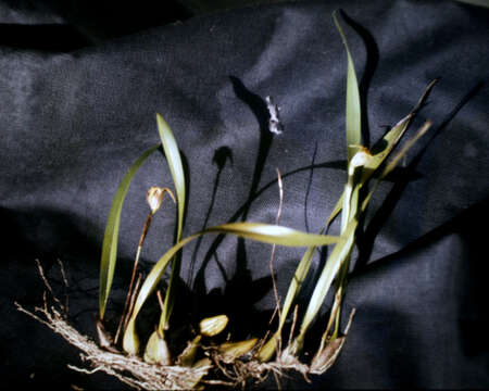 Image of Maxillaria subrepens (Rolfe) Schuit. & M. W. Chase