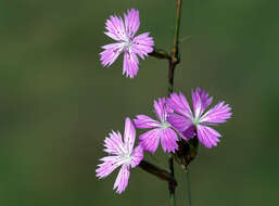 Image of Dianthus strictus Banks & Solander