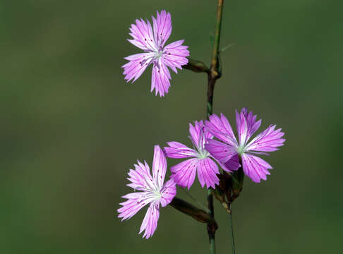 Image of Dianthus strictus Banks & Solander