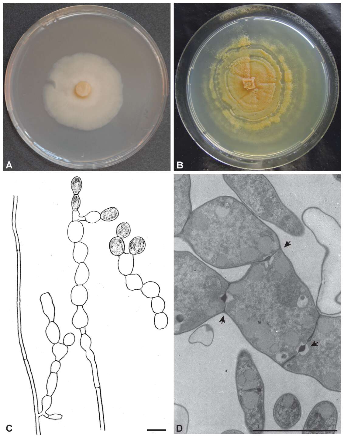 Image of Serendipita