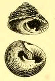 Image of Clanculus consobrinus Tate 1893