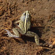 Image of Kirtisinghe's frog