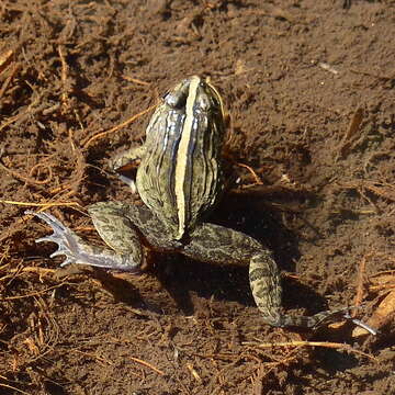 Image of Kirtisinghe's frog