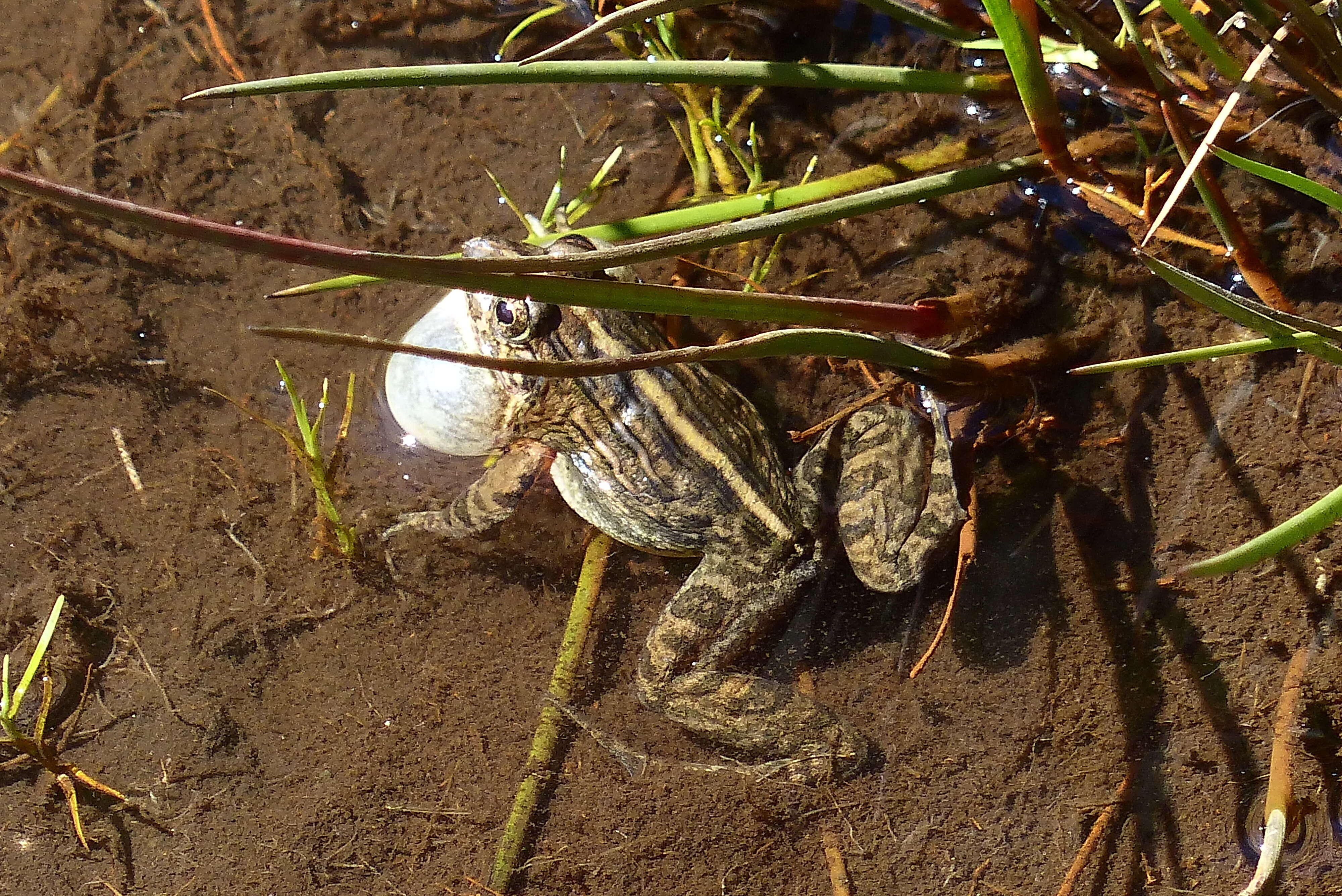 Image of Kirtisinghe's frog