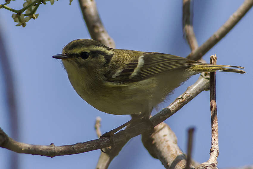 Слика од Phylloscopus chloronotus (Gray, JE, Gray & GR 1847)