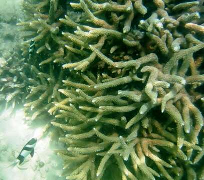 Image of Small base staghorn coral