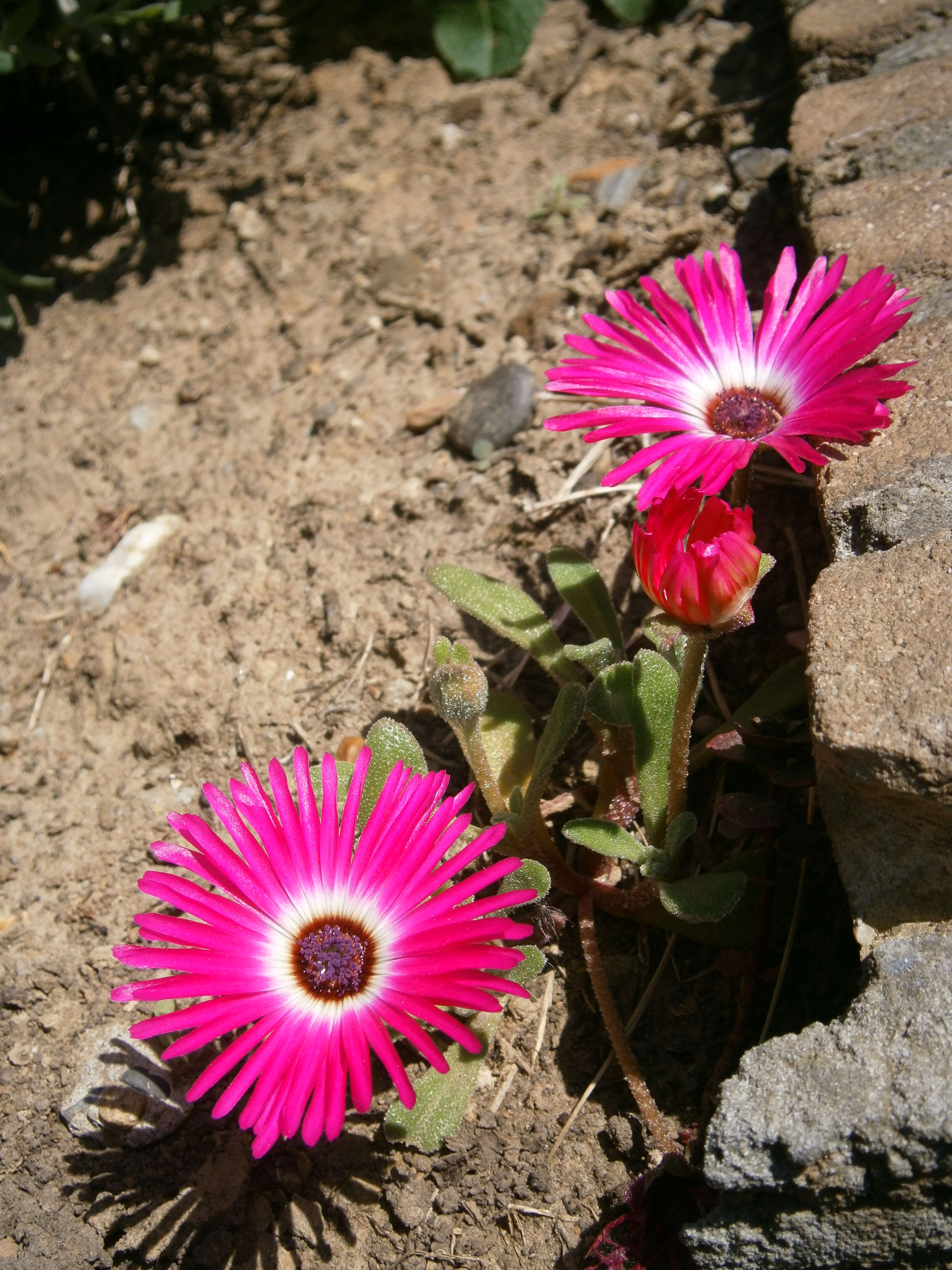 Image of Cleretum bellidiforme (Burman fil.) G. D. Rowley